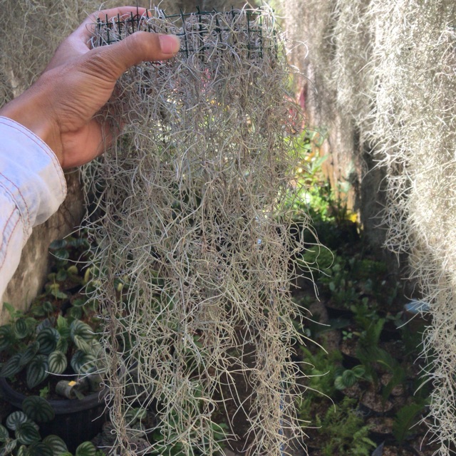 Bibit tanaman jenggot musa atau jenggot nabi Shopee Indonesia