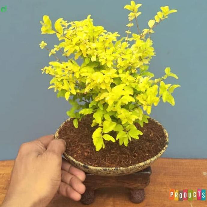 Jual P0N Bahan Bibit Tanaman Bonsai Lagestrum Daun Kuning / Sunshine  Ligustrum Indonesia|Shopee Indonesia