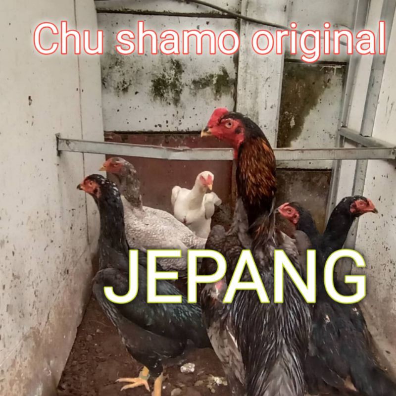 Telur Ayam Shamo / Peternakan ayam shamo taiwan di desa