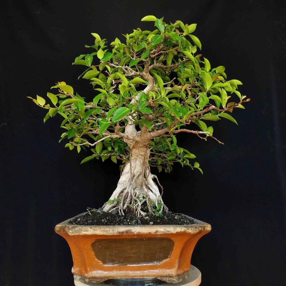 Jual Bonsai T500 Pohon Beringin Iprik Ficus Retusa Formal Tanaman Hias Unik  Indonesia|Shopee Indonesia