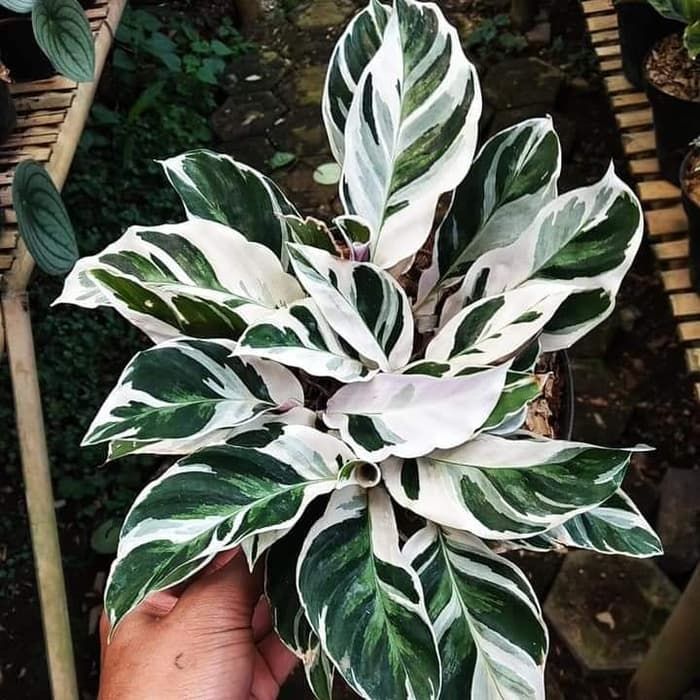 Jual Bibit Tanaman Hias Calathea White Fusion | Shopee Indonesia