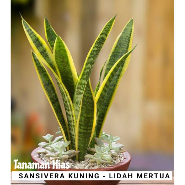 Jual Tanaman Hias Penyerab Debu Polusi Udara Sansivera Kuning / Lidah Mertua / Sensievera Indonesia|Shopee Indonesia