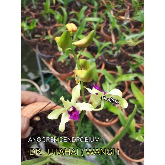 Tanaman hias anggrek dendrobium uthai wangi | Shopee Indonesia