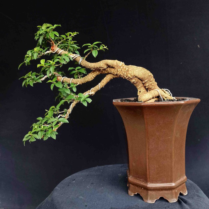 Jual Bonsai Mini Pot Keramik Sakura Mikro Gaya Cascade Air Terjun Natural  Indonesia|Shopee Indonesia