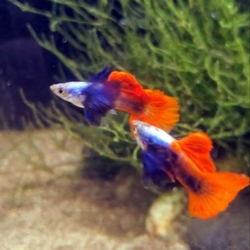 Jual Ikan Guppy Platinum Red Tail Dumbo Ear(Prtde)/Ikan Gapi/Ikan Hias/Ikan Aquascape Indonesia|Shopee Indonesia