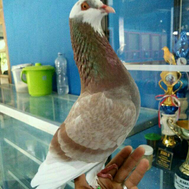 Jual Player Merpati Balap Sprint | Shopee Indonesia