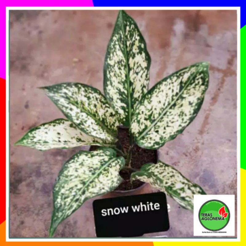 Snow White Bunga Aglonema Putih Tips dan Trik Pertanian