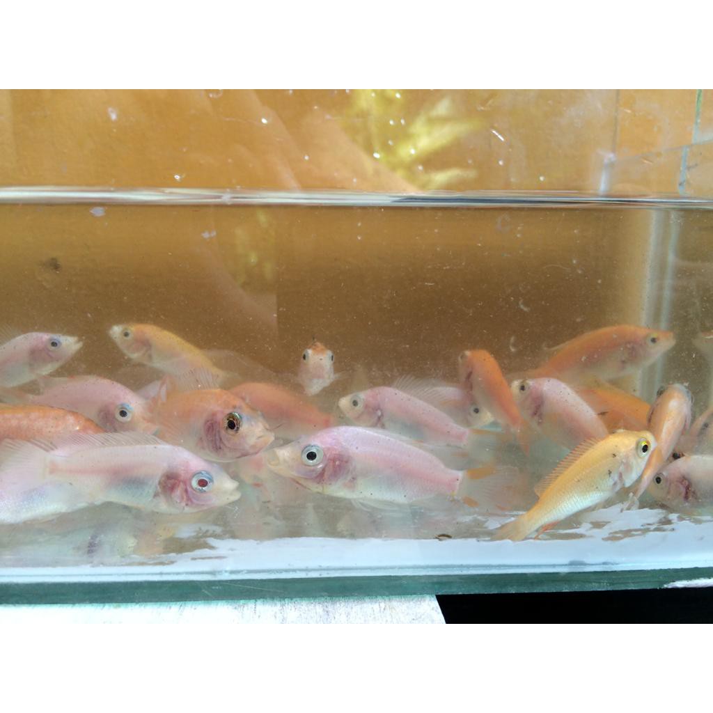 Foto Ikan Nila Putih