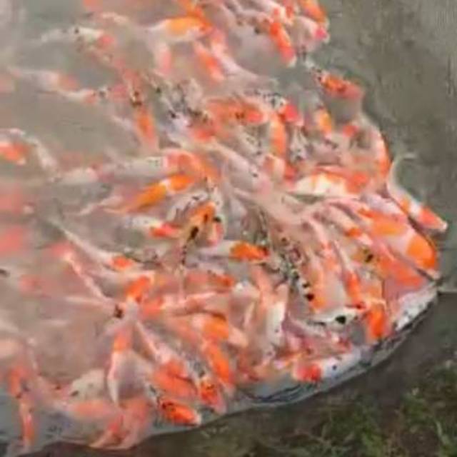 Bibit ikan koi bandung Shopee Indonesia