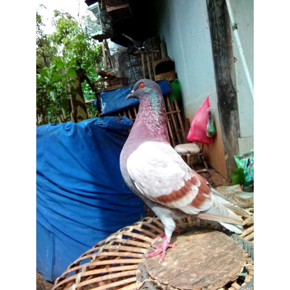 Jual Jual Merpati Balap Kolong Tinggian Kalangan Perlombaan | Shopee Indonesia