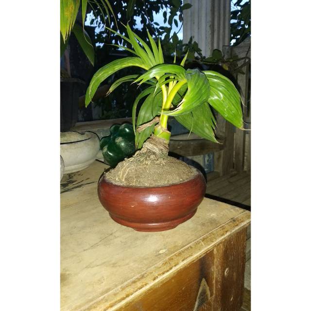 Jual Bonsai Kelapa Mini Sudah Jadi. Kelapa Kerdil - Tanaman Bonsai  Indonesia|Shopee Indonesia