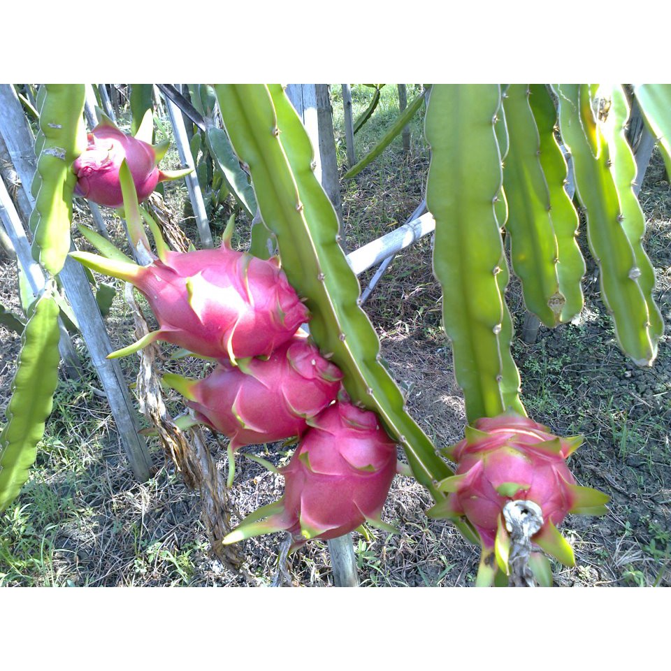 Bibit Buah Naga Merah 1530cm Shopee Indonesia