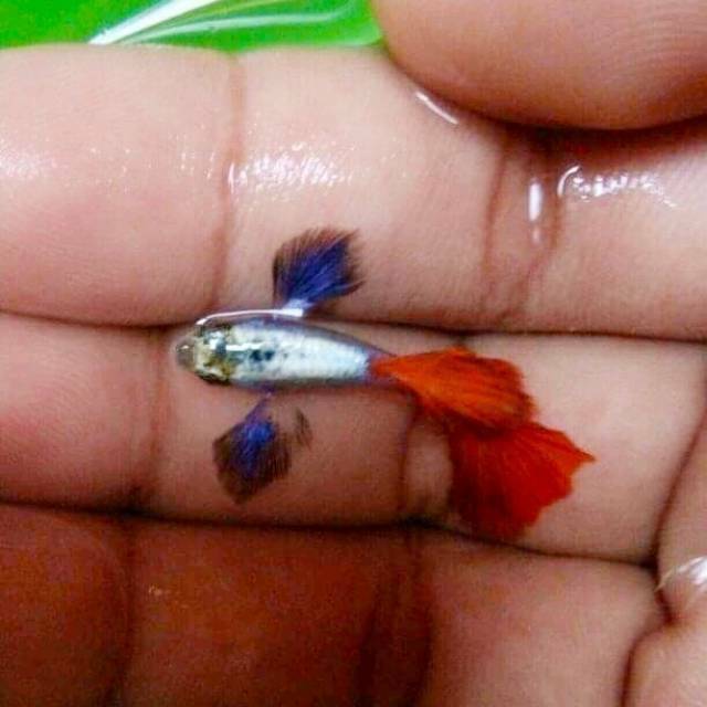 Jual Ikan Guppy Platinum Redtail Red Tail Big Ear Murah Ikan Hias Mempercantik Aquarium Dan Aquascape Indonesia|Shopee Indonesia