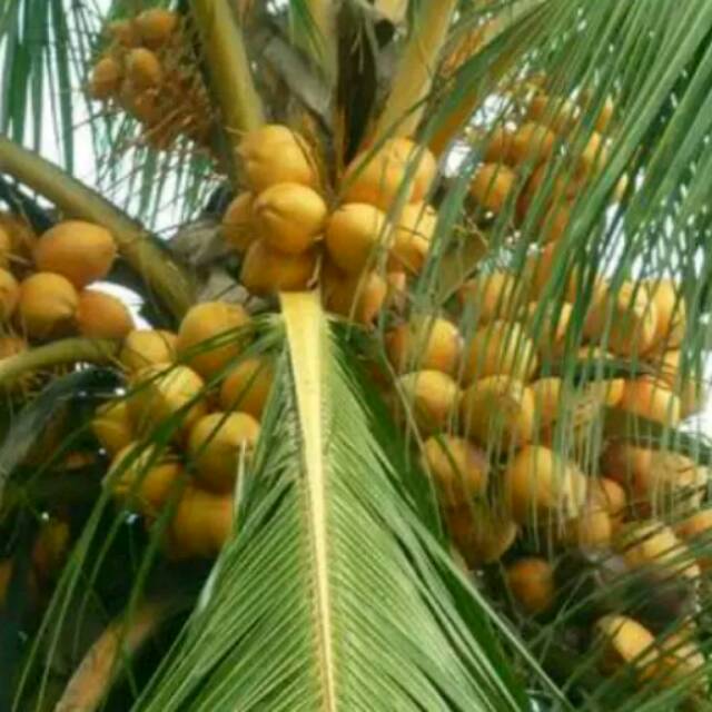 Bibit Kelapa Gading Eburnea Shopee Indonesia