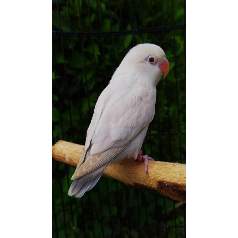 Harga Lovebird Pf Terbaru Januari 2022 | Biggo Indonesia 800_X_800_jpg