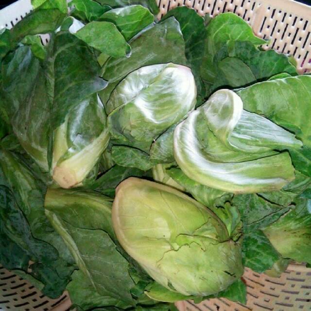 SAYUR CUCIWIS SEGAR Shopee Indonesia