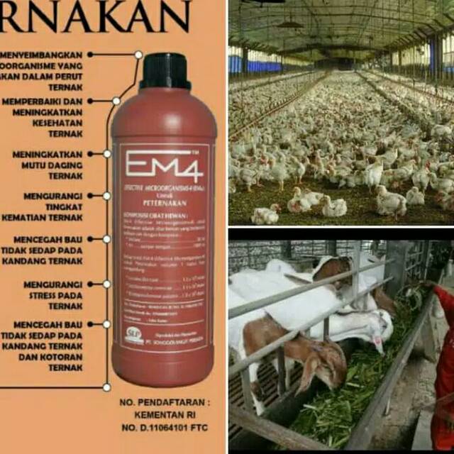 5 Manfaat Mengonsumsi Daging Ayam Broiler Berkualitas Dan Segar manfaat peternakan ayam