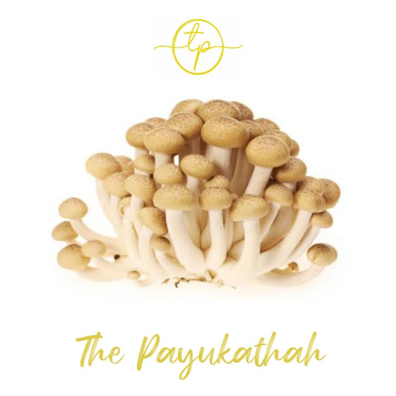 Jual Jamur Shimeji Coklat 1pack (Shimeji Brown Mushroom) Indonesia