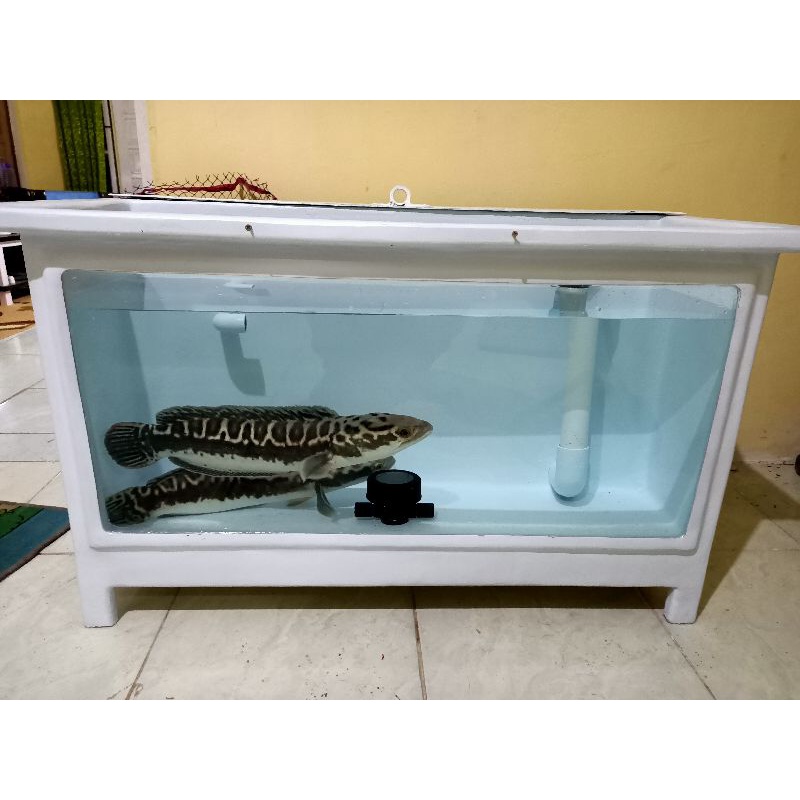 Jual Aquarium Fiber Ukuran 1 M X 0,5 M X 0,6 M | Shopee Indonesia