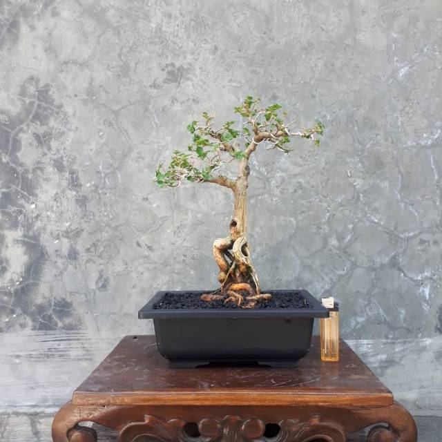 Jual Bahan Bonsai Sancang Batang Bagus Harga Murah Indonesia|Shopee  Indonesia