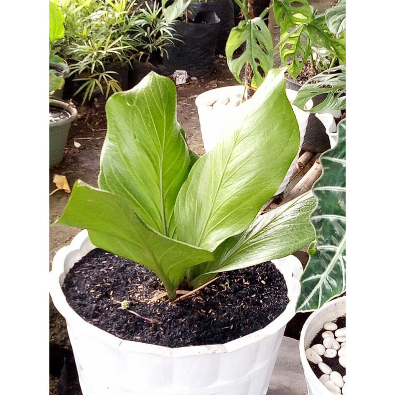 tanaman hias anthurium jermani kobra-anthurium jermani kobra  limited-anthurium kobra jermani | Shopee Indonesia