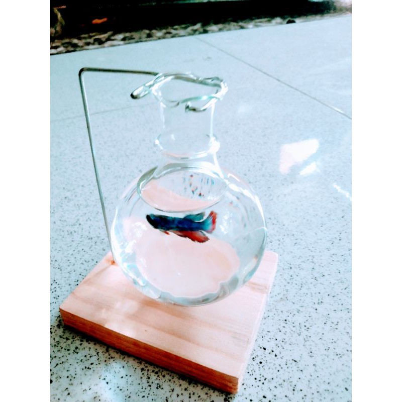 Aquarium ikan hias pot/vas gantung dengan kayu gantungan Shopee Indonesia