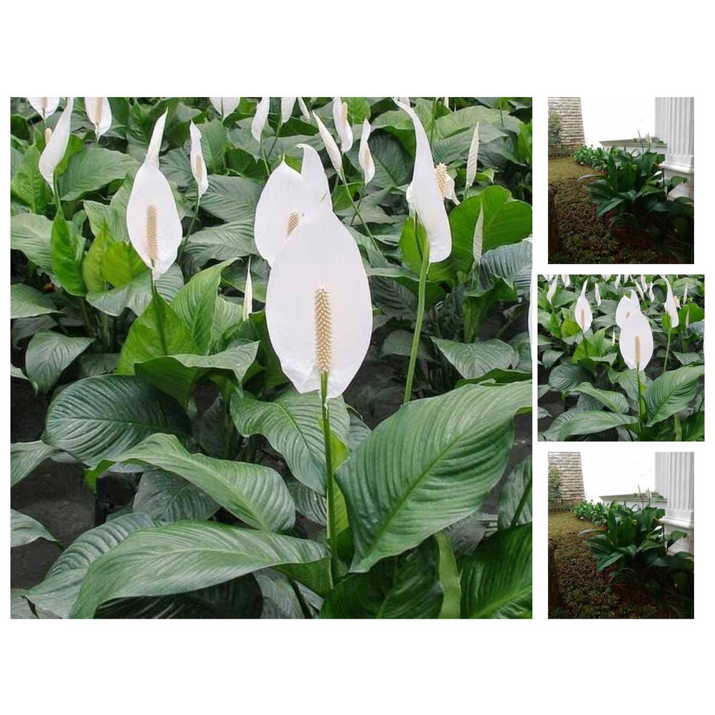 Perawatan Bunga Peace Lily Galeri Tanaman Hias
