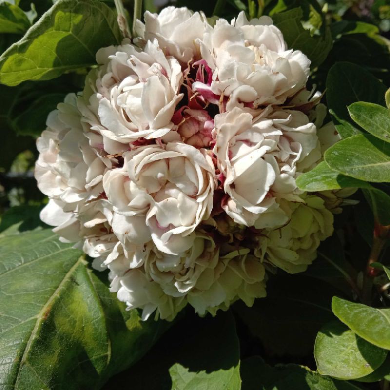 Bunga menur (bibit) | Shopee Indonesia