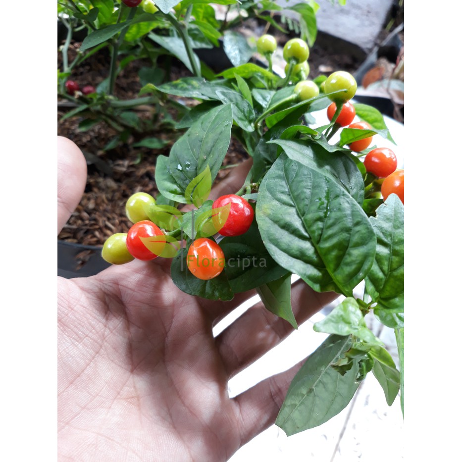 Tanaman cabe cherry - bibit pohon cabai rawit bulat unik | Shopee Indonesia
