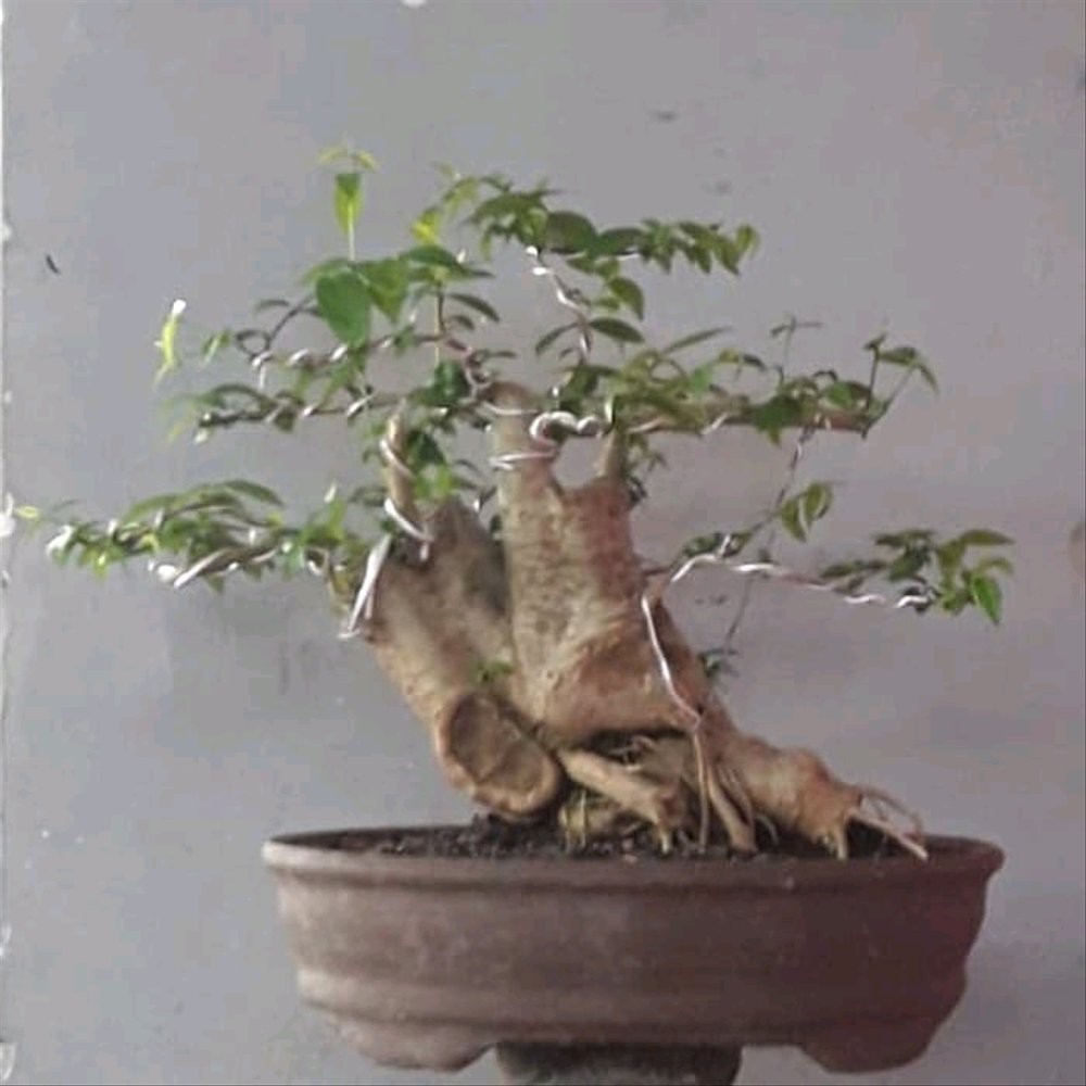 Jual Bahan Bonsai Anting Putri Bonggol Besar Parts Indonesia|Shopee  Indonesia