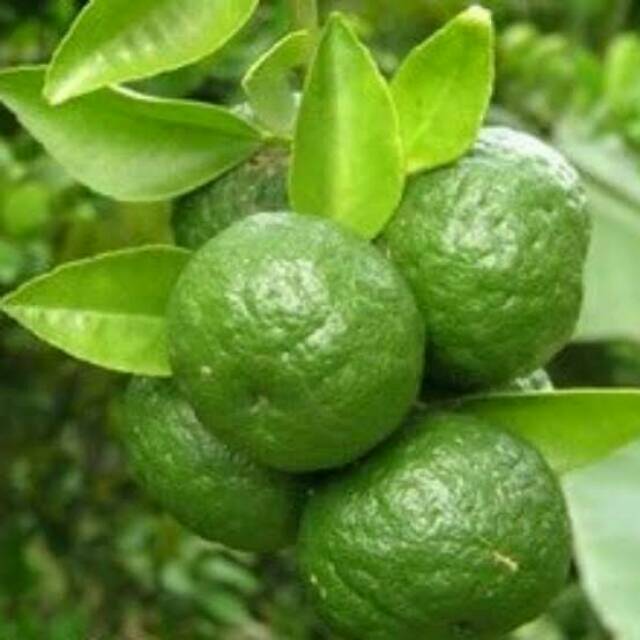 BIBIT BUAH JERUK LIMAU KASTURI ! BIBIT JERUK SAMBAL Shopee Indonesia