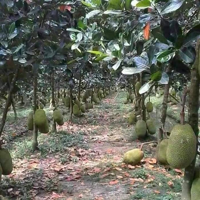 biji benih buah nangka kuning super daging tebel Shopee Indonesia