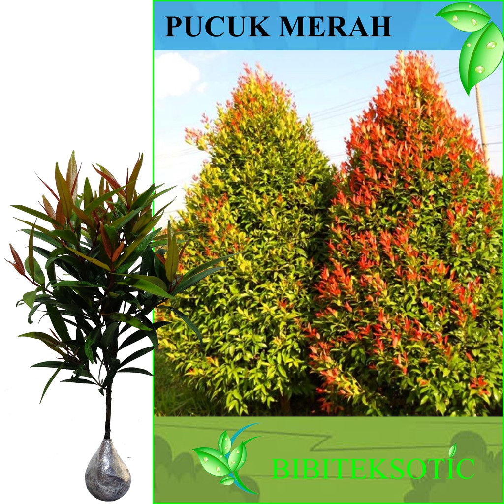 Gambar Model Bunga Pucuk Merah GAMBAR BUNGA