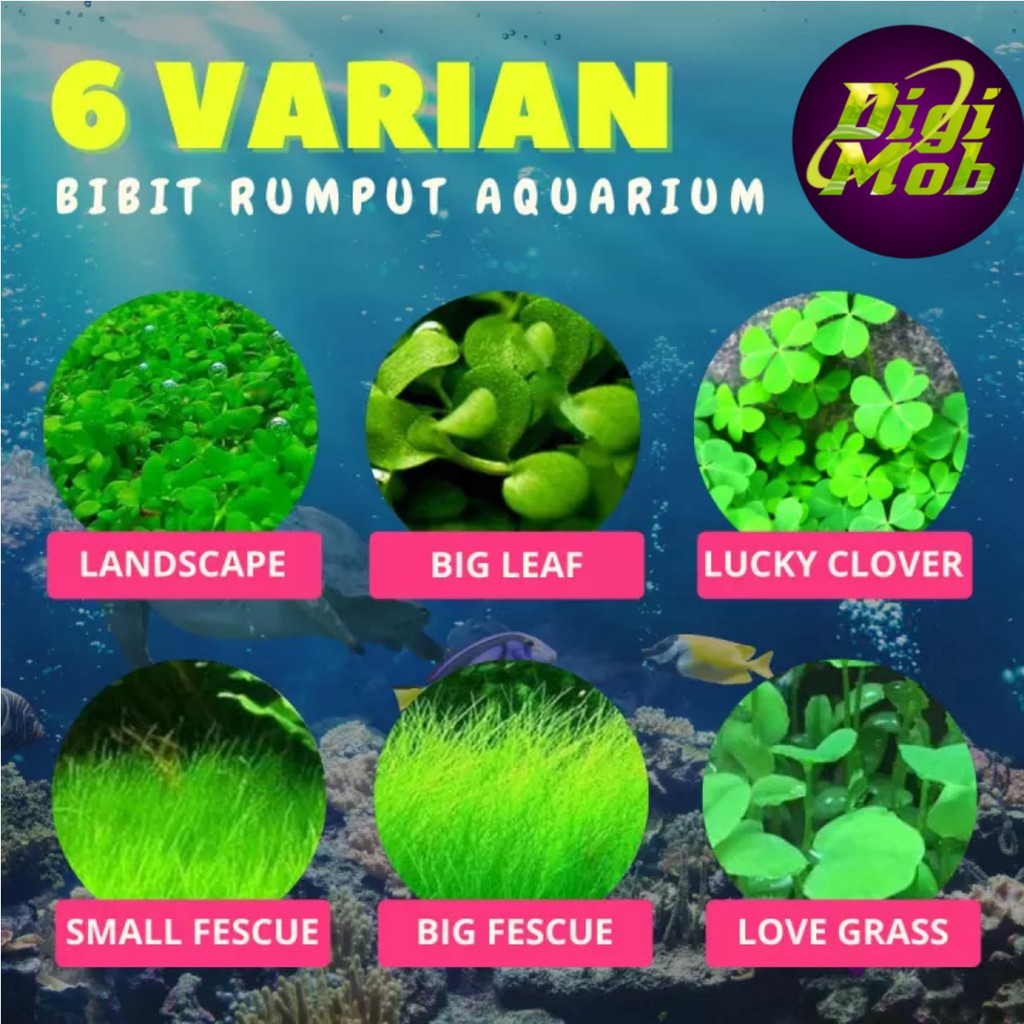 Bibit Rumput Aquascape Benih Bibit Rumput Aquarium Ikan Hias Shopee