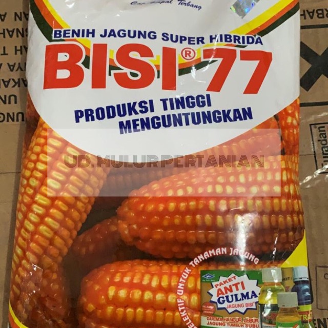 Benih Jagung Hibrida Cap Kapal Terbang - BENIH TOKO