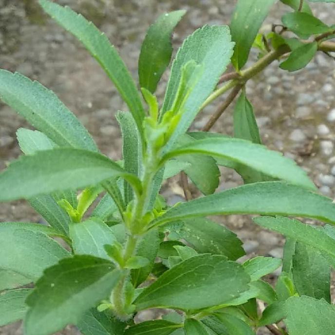 Stevia Daun Manis Ada Dijual Dimana