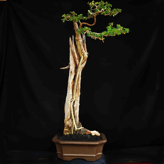 Jual Bonsai Tanaman Hias Pohon Sisir Kaliage Bunjin Unik Mirip Tanuki  Indonesia|Shopee Indonesia