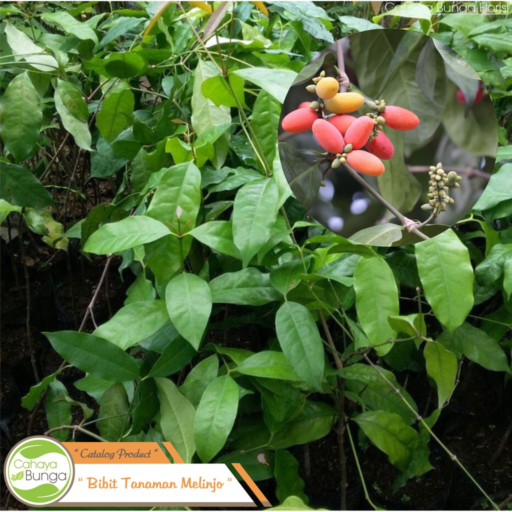 Bibit Tanaman Melinjo | Shopee Indonesia