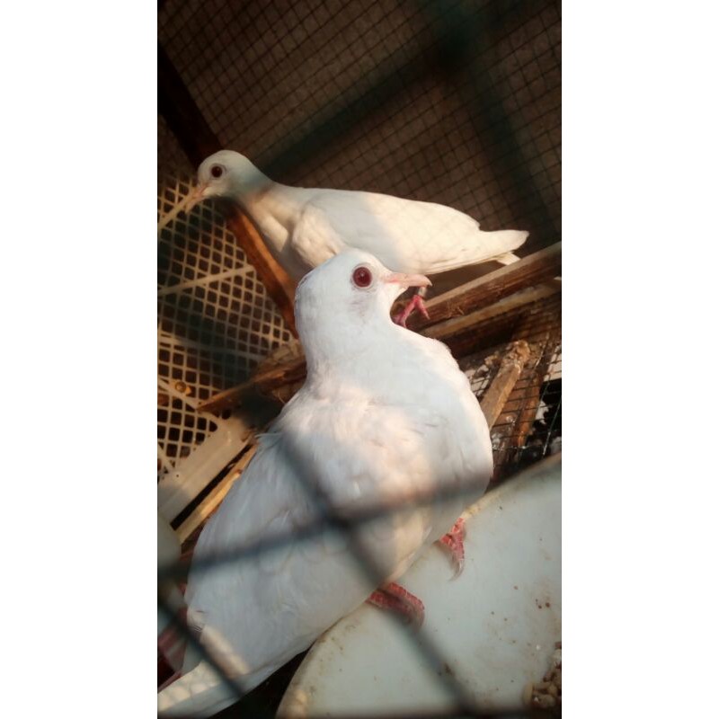 Harga Burung Sepasang Terbaru November 2021 | Biggo Indonesia 800_x_800_jpg