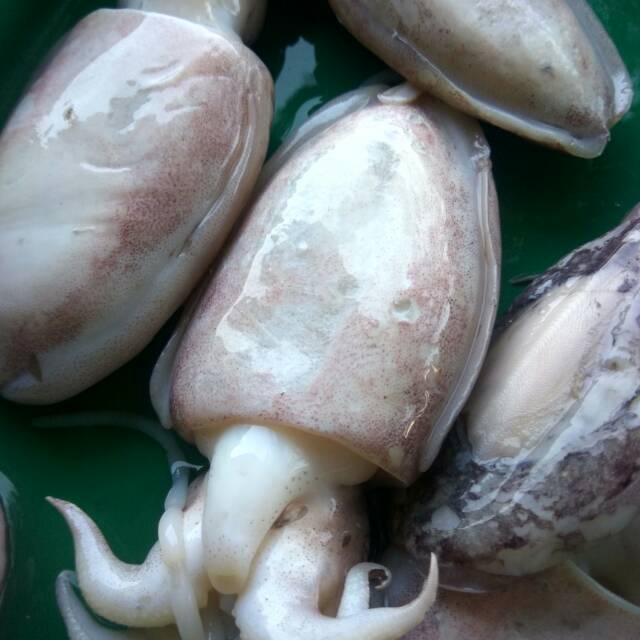 Ikan sotong/ balakutak segar 500 grm/ hasil laut segar | Shopee Indonesia