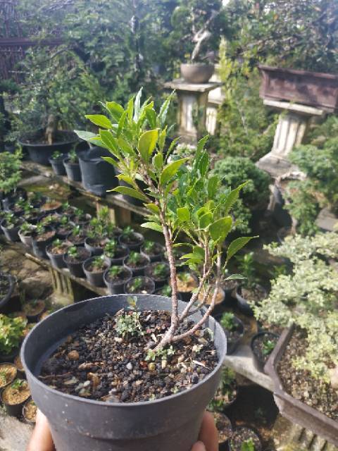 Jual Bahan Bonsai Kimeng Micro Impor Langka Random Indonesia|Shopee  Indonesia