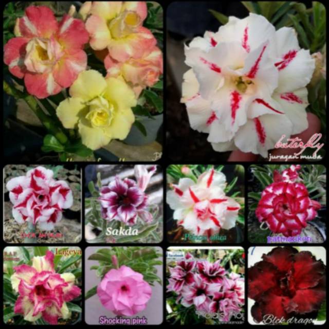 Jual PROMO !!! paket 10 bunga Kamboja adenium Jepang - tanaman hias Kamboja  Jepang Indonesia|Shopee Indonesia
