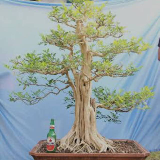 Jual Bahan Bonsai Kemuning Kecil Indonesia|Shopee Indonesia