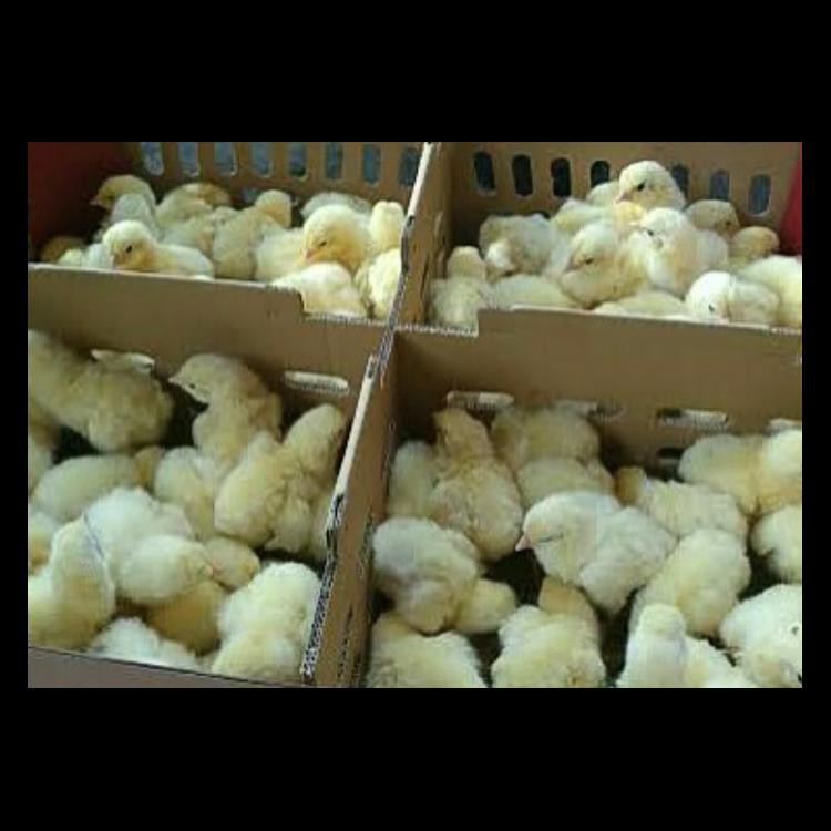 AYAM BROILER / DOC AYAM BROILER /ANAK AYAM BROILER KODE 138 | Shopee  Indonesia