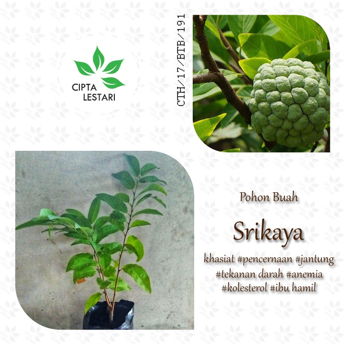 Bibit Pohon Srikaya Tanaman Buah Srikaya Serba Delima Bintang Sarikaya