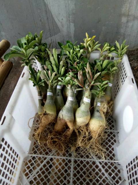 Jual Adenium grafting id terbaru Indonesia|Shopee Indonesia