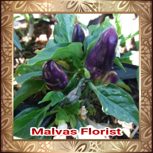 Pohon Cabe Pelangi Ghana tips