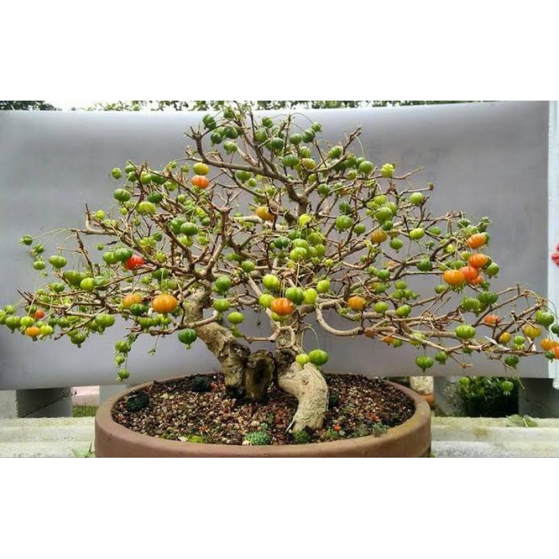 Jual Bibit Bonsai Buah Dewandaru /Sianto / Cermai Belanda Indonesia|Shopee  Indonesia