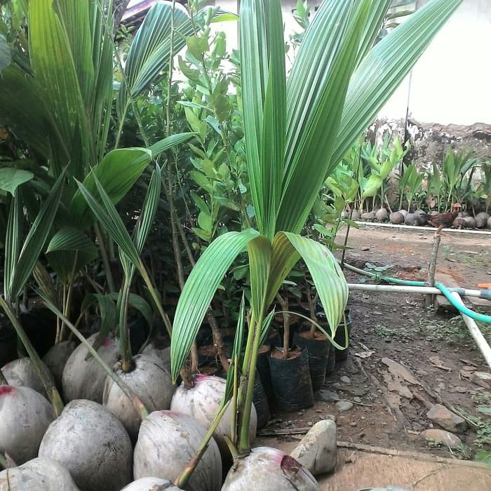 BIBIT KELAPA WULUNG ASLI UNGGUL GENJAH DAN BERBUAH LEBAT TANPA KENAL MUSIM  | Shopee Indonesia