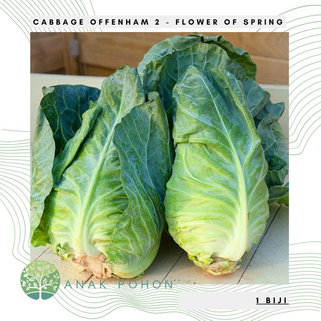 Jual Benih Bibit Biji Cabbage Offenham 2 Flower of Spring Kubis